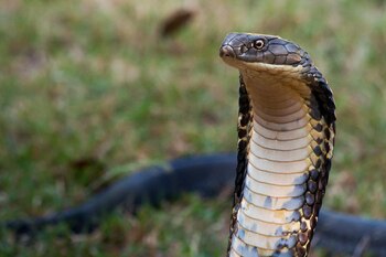 Si bien su mordida puede ser fatal, este animal evita el contacto con los humanos Crédito: Benjamin Michael Marshall / Flickr