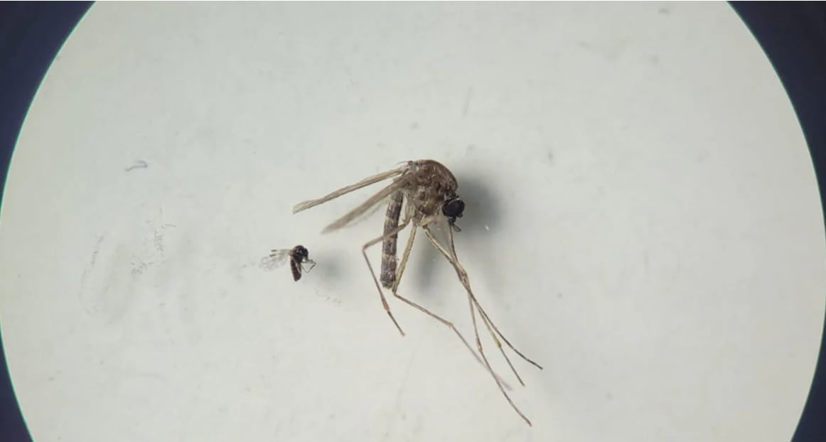 La fiebre Oropouche es una enfermedad viral transmitida por jejenes que registra un aumento de casos en Sudamérica y preocupa a las autoridades sanitarias (Archivo OPS)