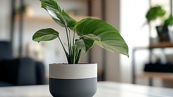 Para qué sirve limpiar las