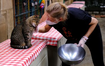 Los gatos son carnívoros estrictos,