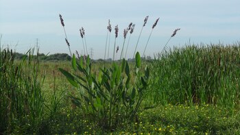 El área es elemental para
