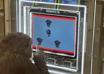 Los gorilas han sido objeto