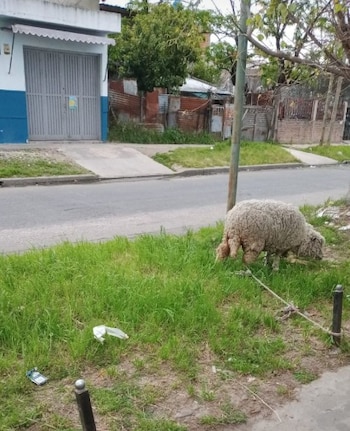 La intención de los dueños