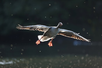 El grupo de cauquenes o