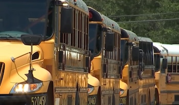 Primer plano de varios autobuses escolares amarillos en fila, vistos de costado y de frente, con árboles verdes en el fondo