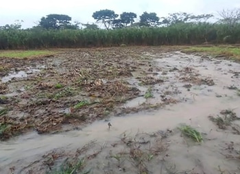 Terreno cubierto de barro y agua estancada con vegetación rala en primer plano y árboles al fondo