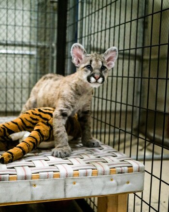 Uno de los felinos jugando