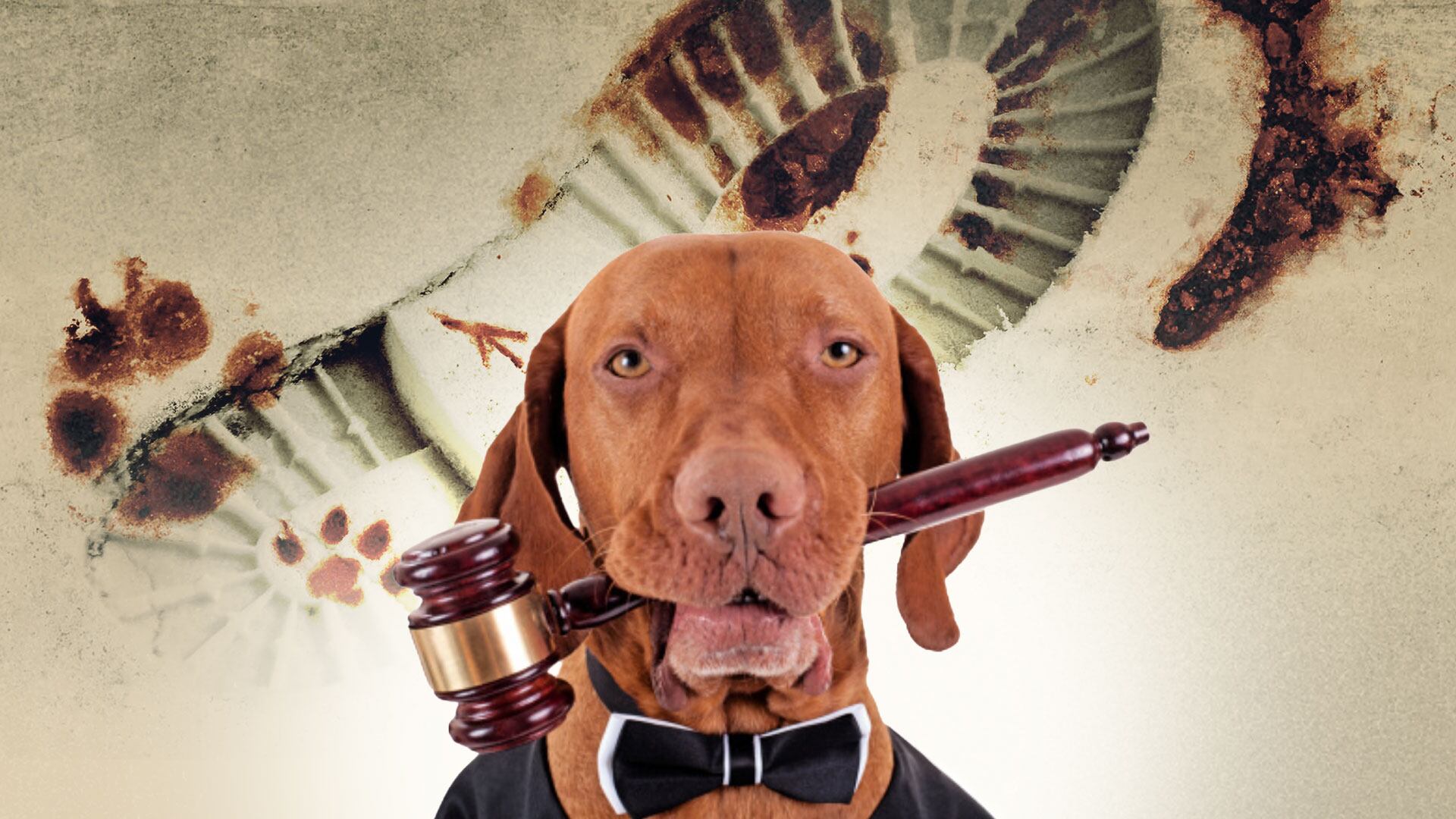 Los animales en Colombia tienen mayor protección en Colombia gracias a la normativa actual, así como penas severas para los que atenten contra su vida - crédito Jesús Aviles/Infobae