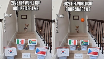 Perro se vuelve viral al predecir cómo terminará el grupo de México en el Mundial 2026
