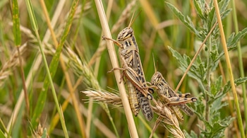 Dos langostas de tono marrón con franjas oscuras sobre tallos secos rodeados de plantas verdes.