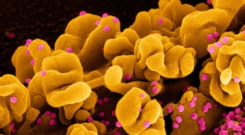 bivalentes newsletter