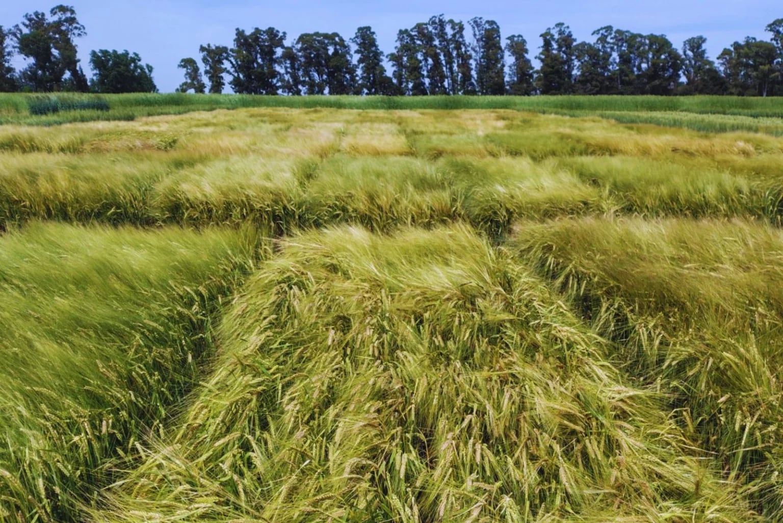 La nueva variedad apunta tanto a la producción de grano como al silaje de planta entera, con el objetivo de mejorar la productividad y la competitividad del cultivo. (inta)