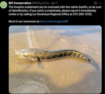 "Si captura un pez cabeza