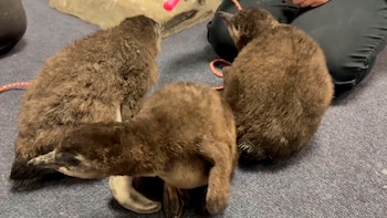 Acuarios y zoológicos contribuyen a