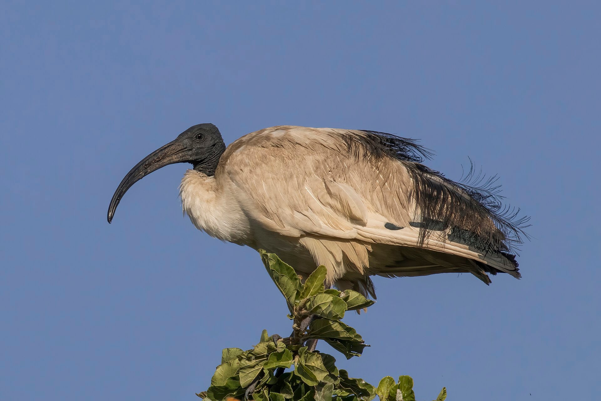 Ejemplar de ibis sagrado. Aunque el plumaje entre ambas especies es distinto, su silueta en vuelo es muy parecida. (Charles J. Sharp/Wikimedia Commons)