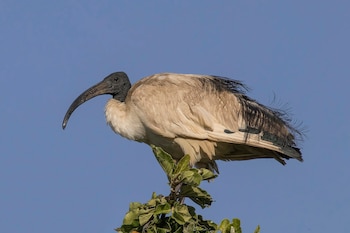 Ejemplar de ibis sagrado. Aunque el plumaje entre ambas especies es distinto, su silueta en vuelo es muy parecida. (Charles J. Sharp/Wikimedia Commons)