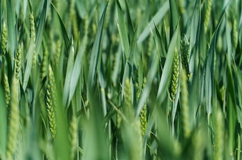 El avance biotecnológico en el