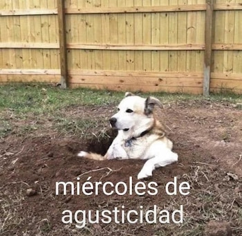 La frase de que "agusticidad"