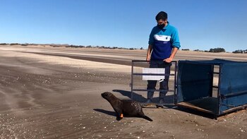 "Se trata siempre de animales