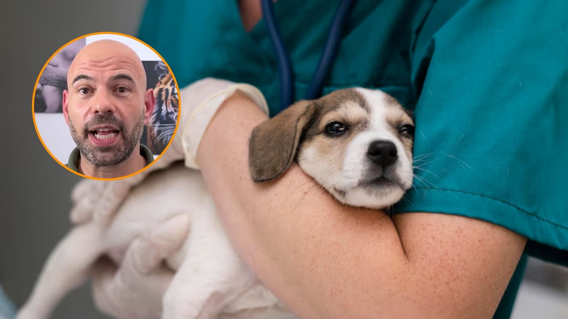 ¿Quién paga al veterinario? Rescates animales y la ley