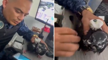Cae paloma mensajera en el techo de la cárcel de Picaleña de Ibagué: esto era lo que trataba de ingresar a la penitenciaría
