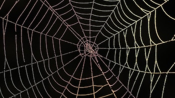 Las arañas usan sus redes