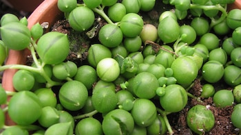 Curio rowleyanus o planta rosario
Credito: