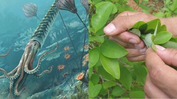 Fósil marino fue encontrado en