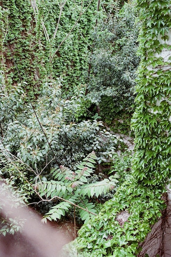 Vista de follaje denso y verde, con enredaderas cubriendo troncos y una pared, y arbustos frondosos con ramas entrelazadas en primer plano y fondo
