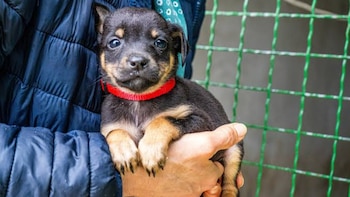 De un albergue a un hogar: jornada de adopción responsable cambia la vida de mascotas y familias en Perú