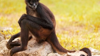 Investigaciones sobre la muerte de una mono araña negro en Panamá revelan fallas en los protocolos veterinarios