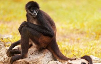 La caza ilegal también mantiene al mono araña negro (Ateles fusciceps) en la lista de especies en peligro crítico de extinción. (Tomado de Internet)