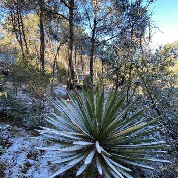 (Foto: Twitter/@Coahuila)