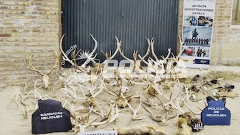 Allanaron una estancia en Neuquén y secuestraron 17 armas, miles de municiones y trofeos de fauna sin documentación