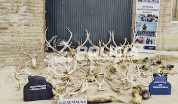 El operativo fue ordenado por la Justicia de Garantías de Zapala y contó con la participación conjunta de efectivos policiales y personal de la Dirección Provincial Regional del Pehuén de Fauna Silvestre
