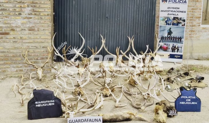 El operativo fue ordenado por la Justicia de Garantías de Zapala y contó con la participación conjunta de efectivos policiales y personal de la Dirección Provincial Regional del Pehuén de Fauna Silvestre