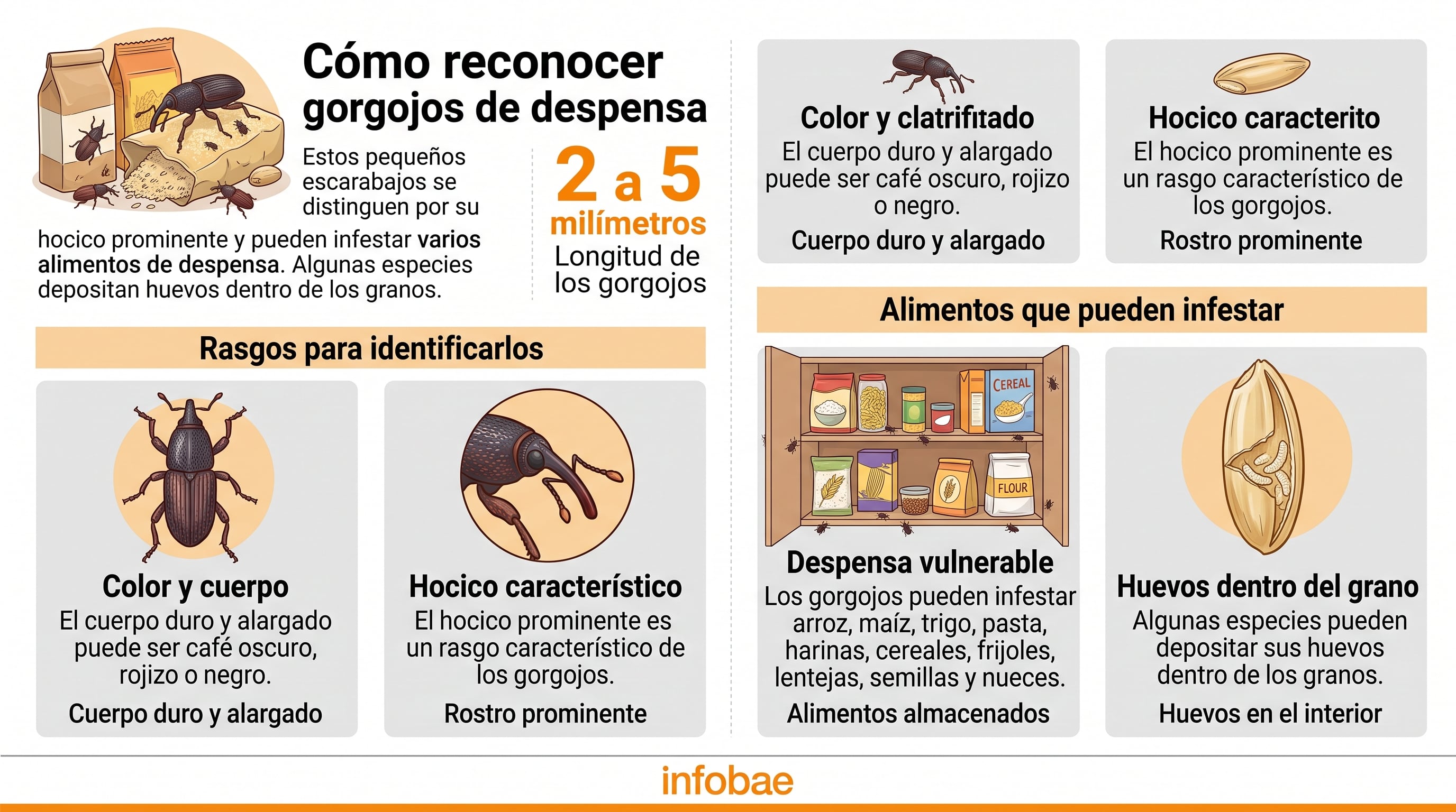 Características principales y alimentos vulnerables al gorgojo de la despensa. (Imagen Ilustrativa Infobae)
