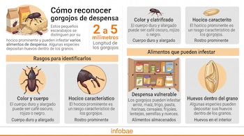 Infografía explicativa con dibujos de gorgojos, granos de cereal, un mueble de despensa y textos descriptivos.
