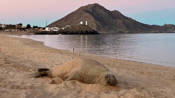 El épico viaje de Panchito