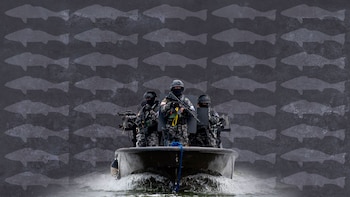 El auge de los “narcobucheros”