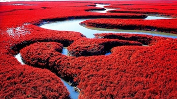 La curiosa playa de color