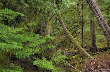 Bosque denso con numerosos árboles de troncos gruesos y ramas verdes, todo cubierto de musgo espeso y diversa flora en el suelo