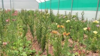 La simbología y significado cultural