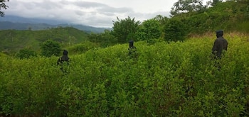 Las autoridades indicaron que la plantación estaba distribuida en aproximadamente cuatro manzanas de tierra. En lo que va del año, las FFAA reportan más de 450 mil arbustos de coca asegurados. (Foto: Cortesía)