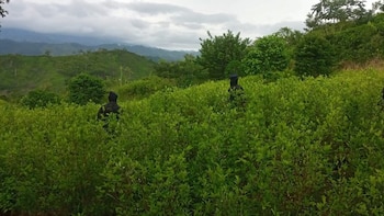 Honduras asegura plantación de droga en zona montañosa de Colón