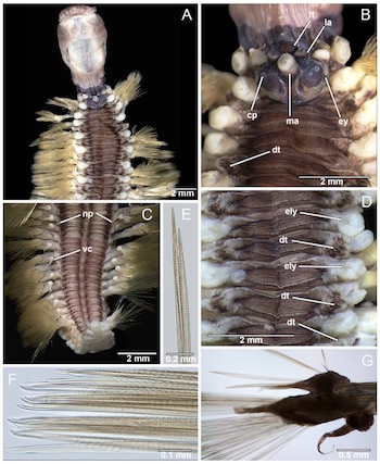Siete fotografías científicas de la A a la G con vistas microscópicas del cuerpo, apéndices y estructuras setales con barras de escala métrica