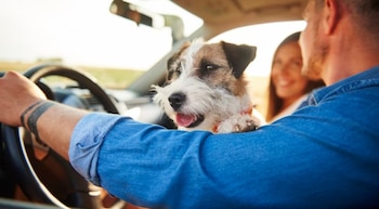 Todo lo que necesitas saber