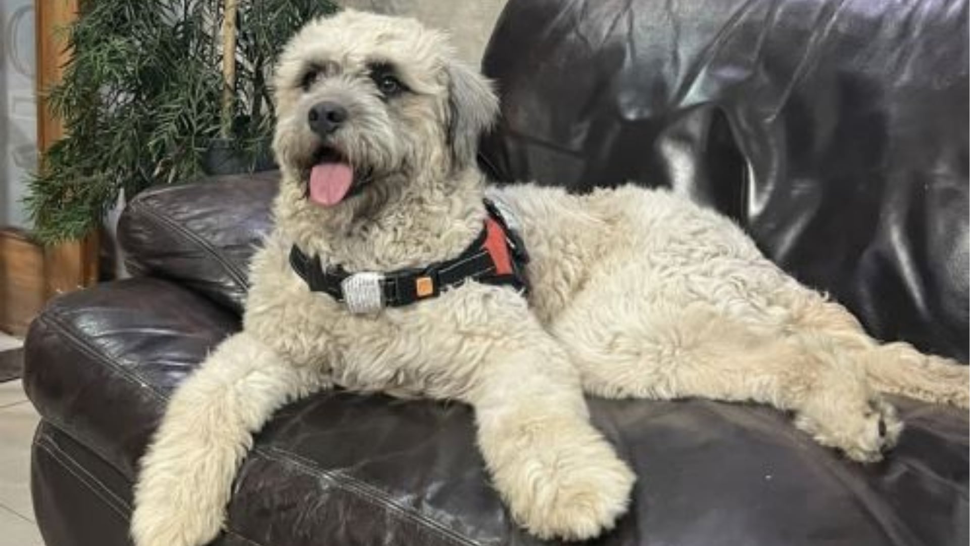 El perro Chismoso descansa en un sillón a la espera de ser adoptado por una familia en Lima tras hacerse popular durante un concierto. (Agencia Andina)