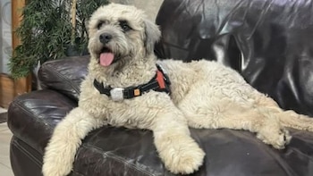 Un perro de pelaje claro y rizado descansa recostado sobre un sofá de cuero oscuro mientras lleva una pechera negra y roja