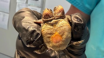 Estados Unidos: hallaron una tortuga de dos cabezas en Cabo Cod y es el tercer caso en seis años